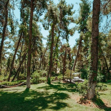 Beautiful Summerhouse In Sani'S Pine Forest Sani  Exterior foto